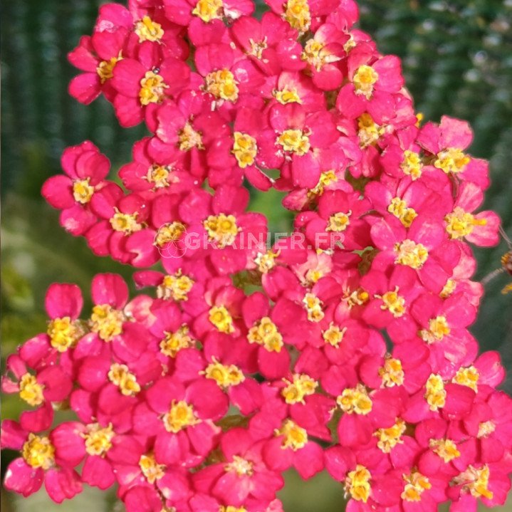 Achillée millefolium rose Cerise Queen image